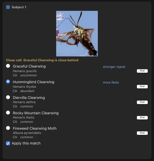 A card that reads Close call: Graceful Clearwing is close behind. Hummingbird Clearwing is ticked as more likely.