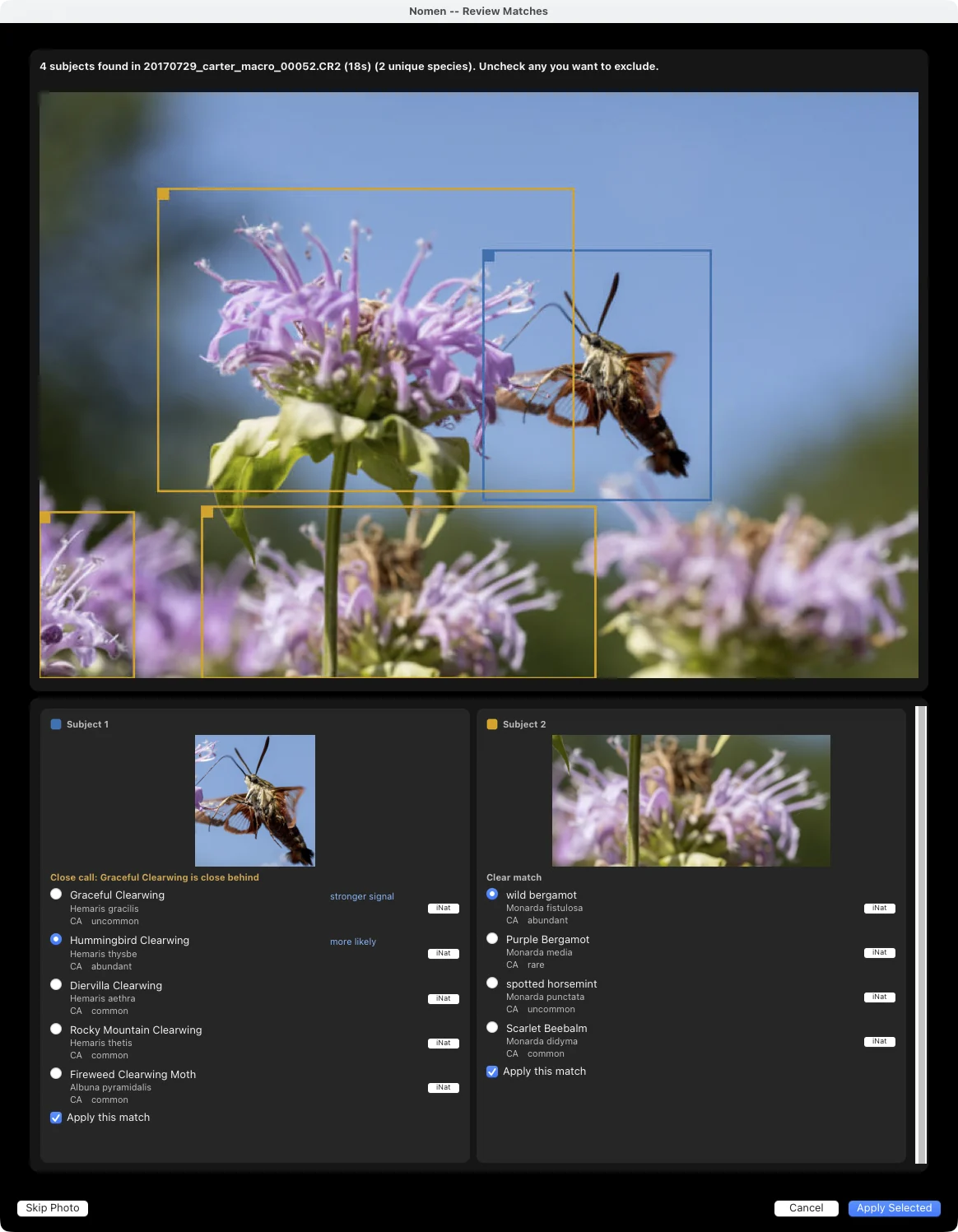 Every subject on a hummingbird clearwing at bee balm: the moth and the flower each get a card. The moth is a close call, the wild bergamot a clear match.