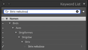 Lightroom's Keyword List: Nomen, Birds, Aves, Strigiformes, Strigidae, Strix, Strix nebulosa.