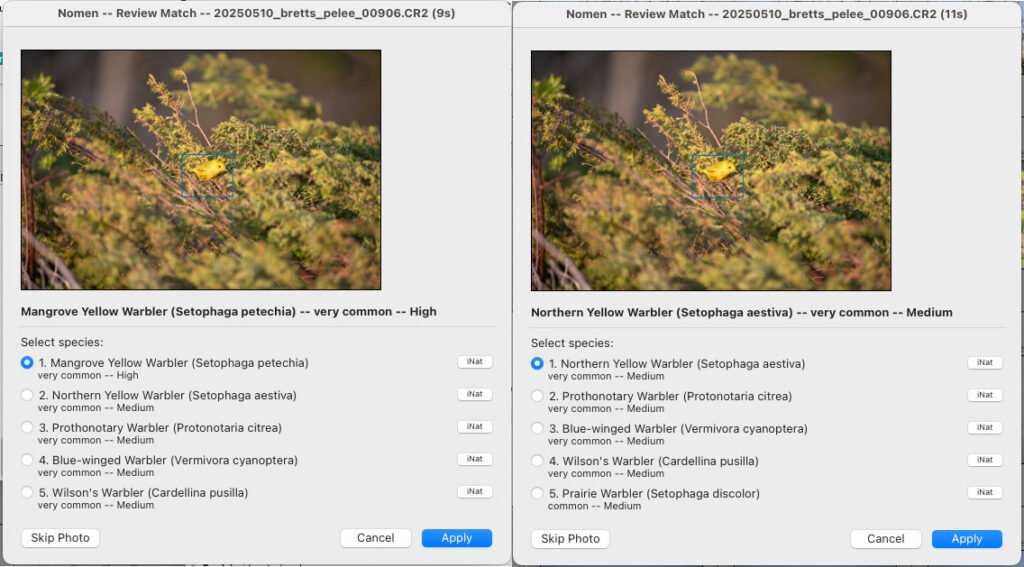Side-by-side Nomen Review Match dialogs. Left: Mangrove Yellow Warbler ranked number one before the fix. Right: Northern Yellow Warbler ranked number one after the fix.